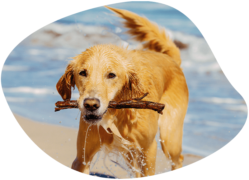 happy golden retriever dog playing with a stick on the beach
