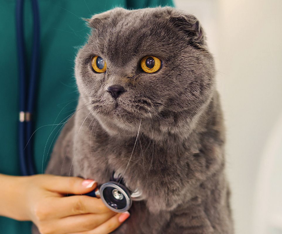 Vet examining cat with a stethoscope
