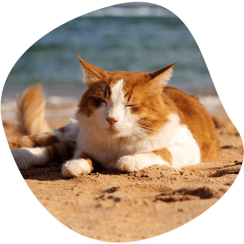 adorable cat relaxing on the beach