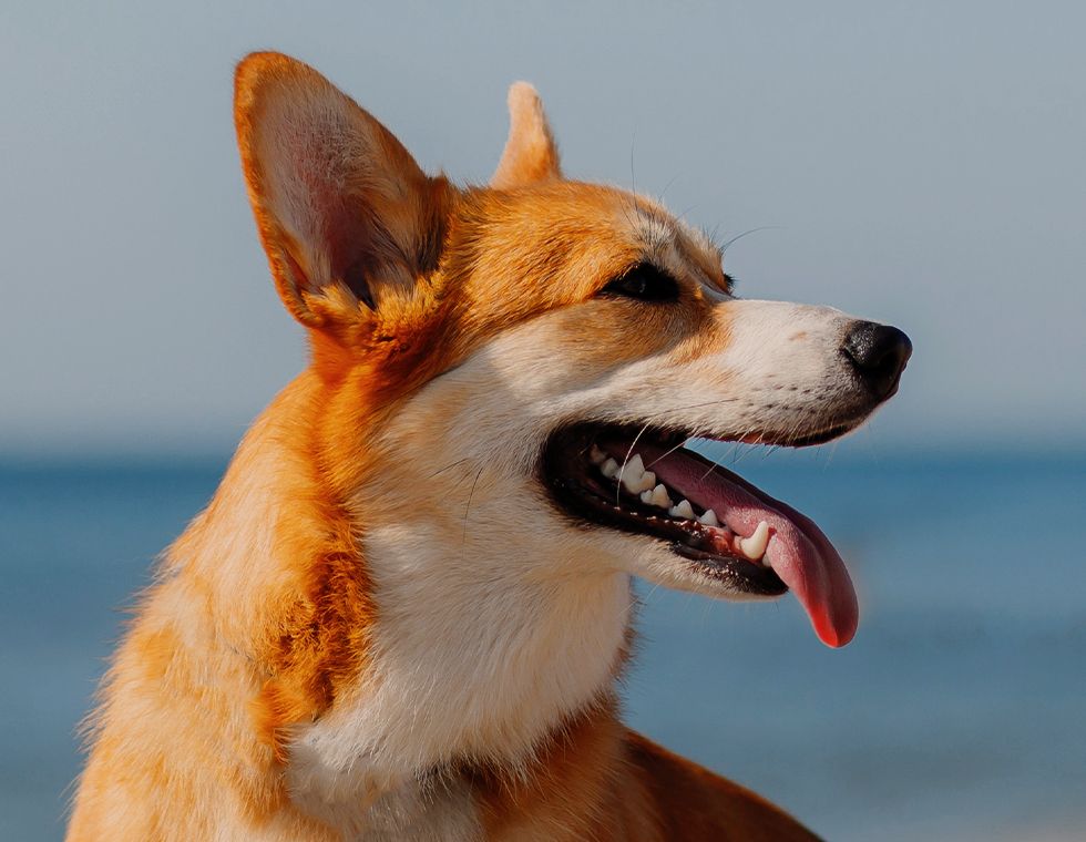 cute corgi dog at the beach