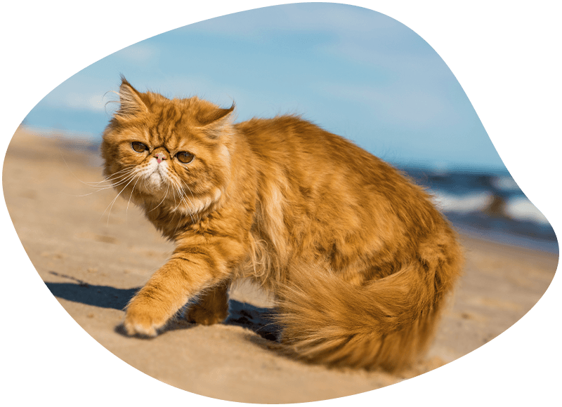 red persian cat on the beach