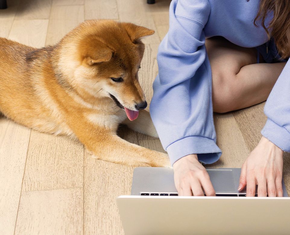 woman with her laptop next to her shiba inu dog