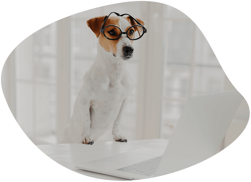 Dog leans paws on white table wears funny transparent glasses