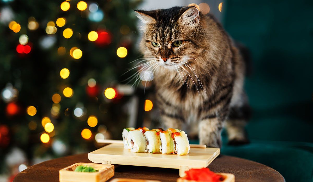 toxic-holiday-foods-for-pets-fluffy-cat