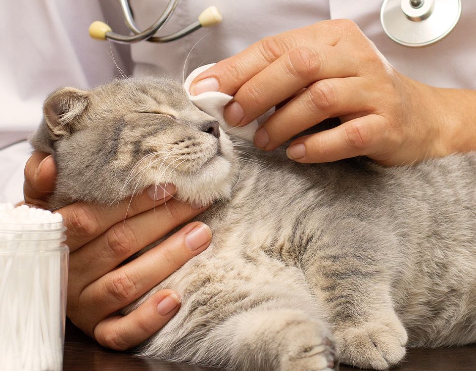 veterinarian cleaning a cat's eyes