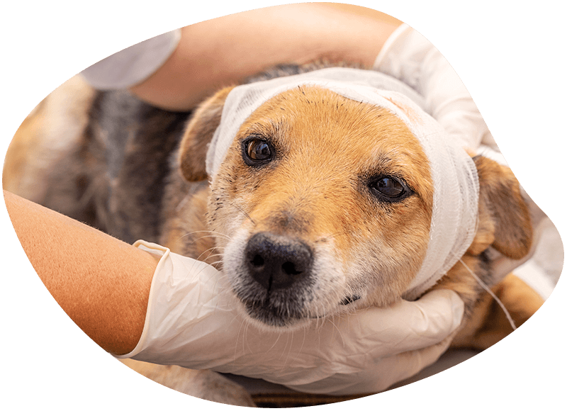 veterinarian putting a bandage on a dog&#039;s head