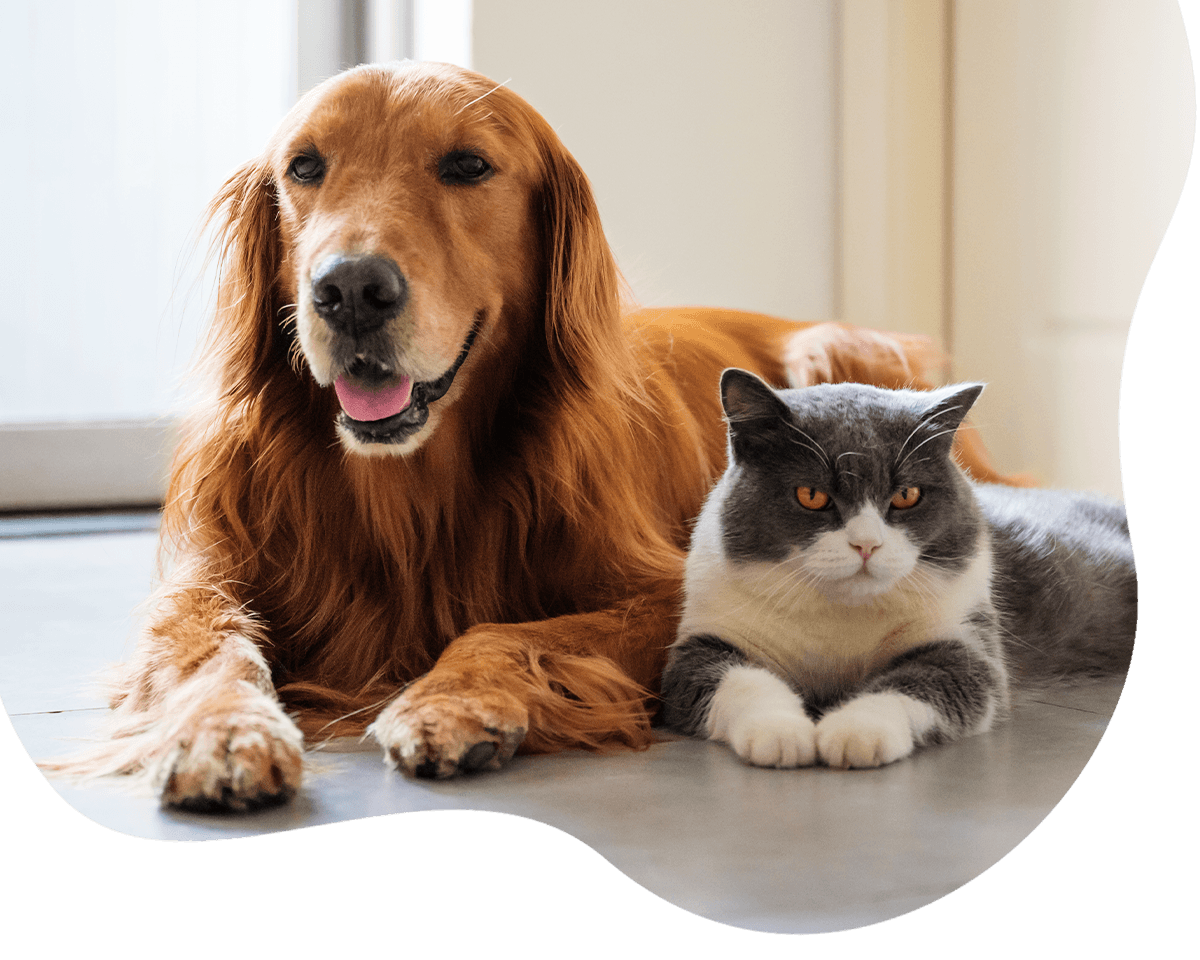 golden retriever dog and a cat lying down on the floor at home