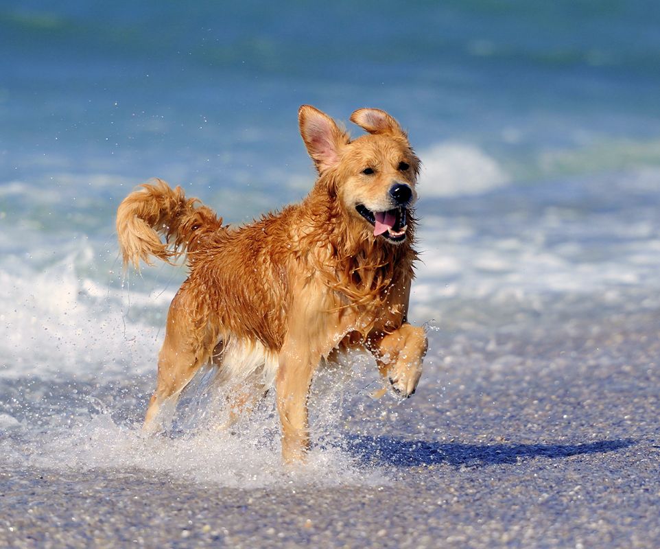 happy dog running on the beach