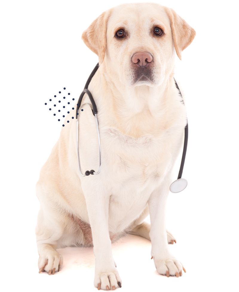 labrador dog with a stethoscope on its neck