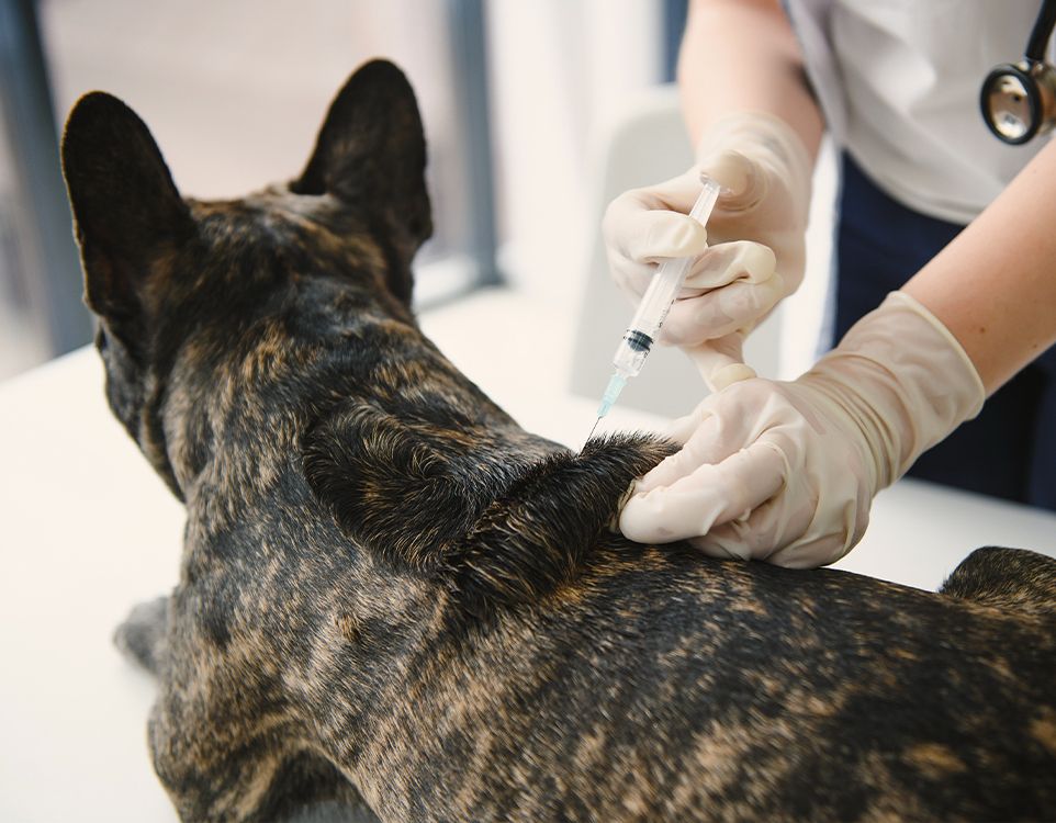 veterinarian vaccinating french bulldog