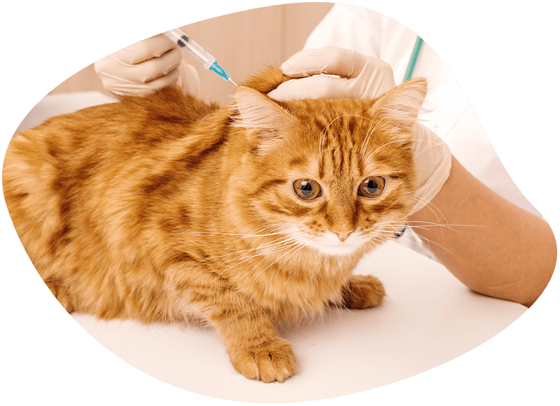 veterinarian vaccinating orange cat