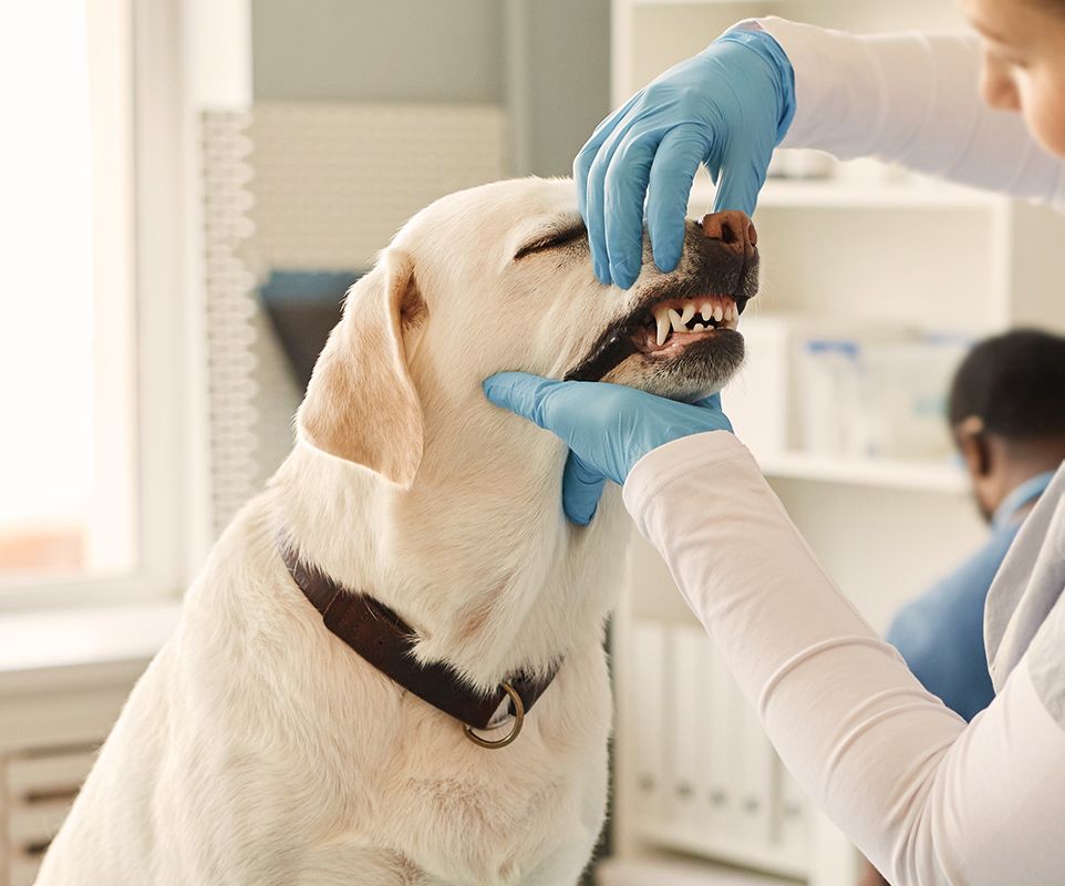 vet checking the teeth of a labrador dog