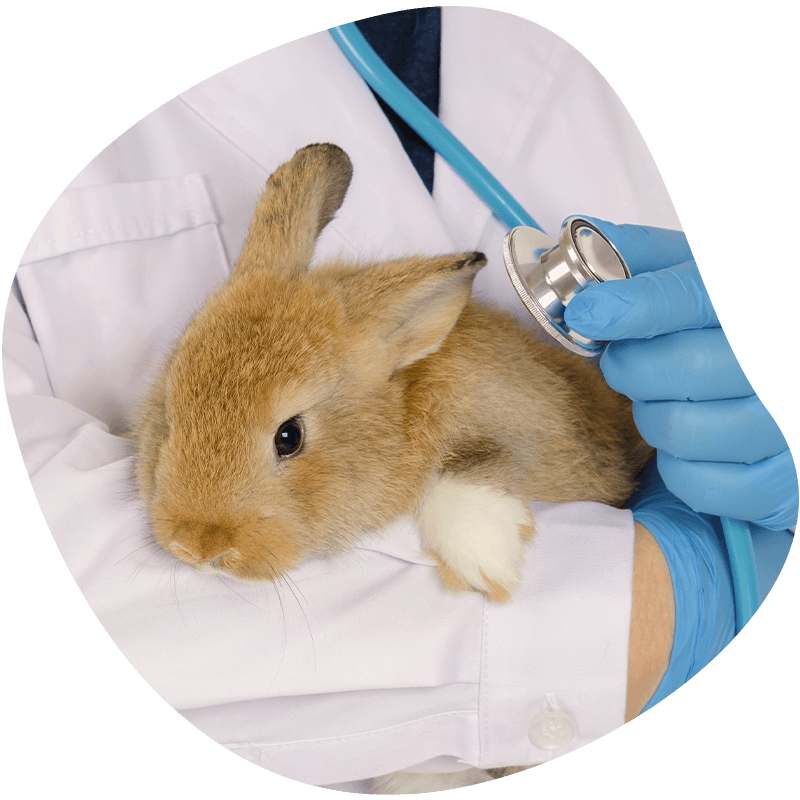 veterinarian holding a little rabbit