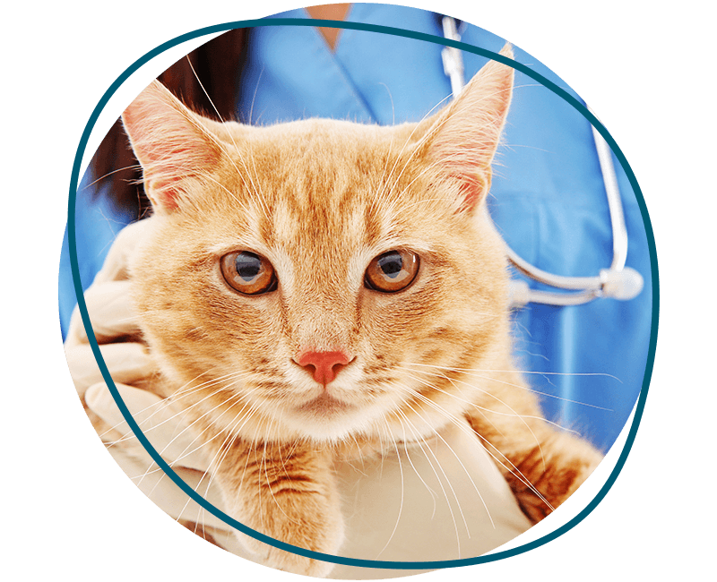 veterinarian holding an orange striped cat