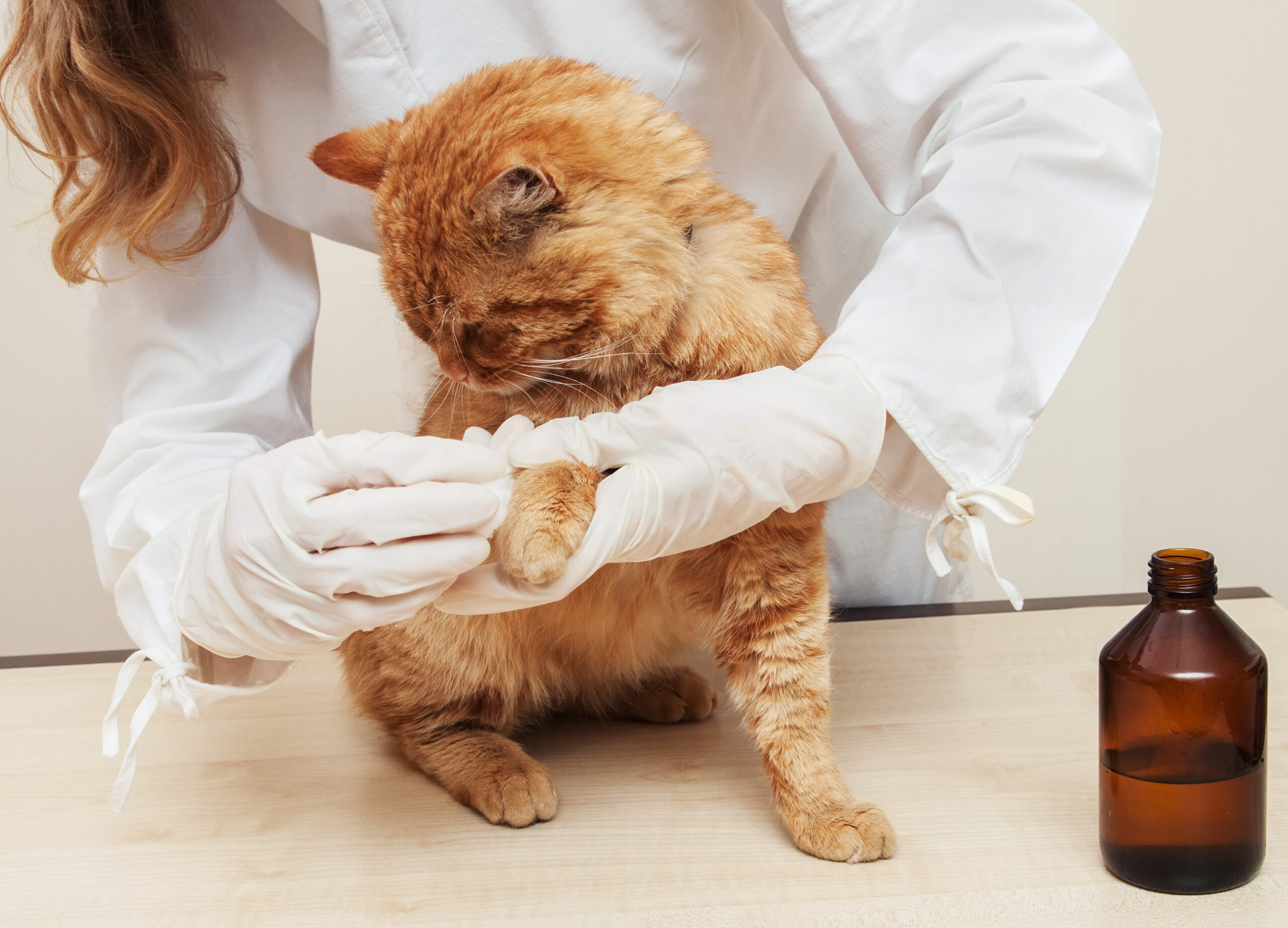 Veterinary Nurse Examining sick red сat In Surgery