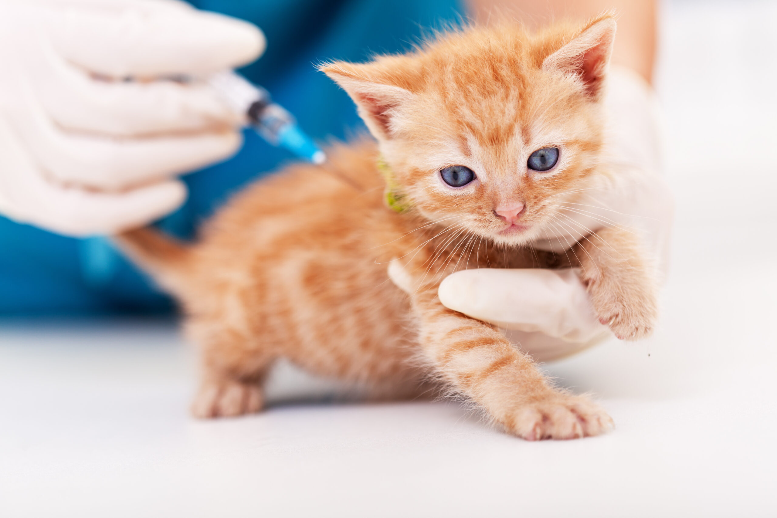 Cute ginger kitten receive a vaccine at the veterinary doctor office – close up